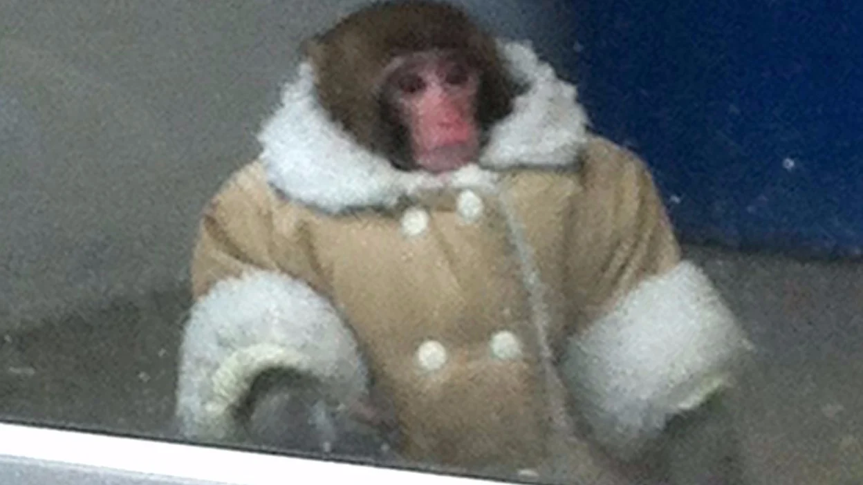 A very fashionable monkey that was spotted in front of an Ikea.