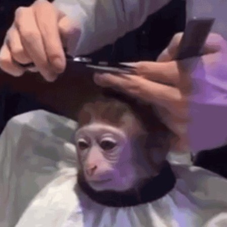 A monkey getting a haircut.