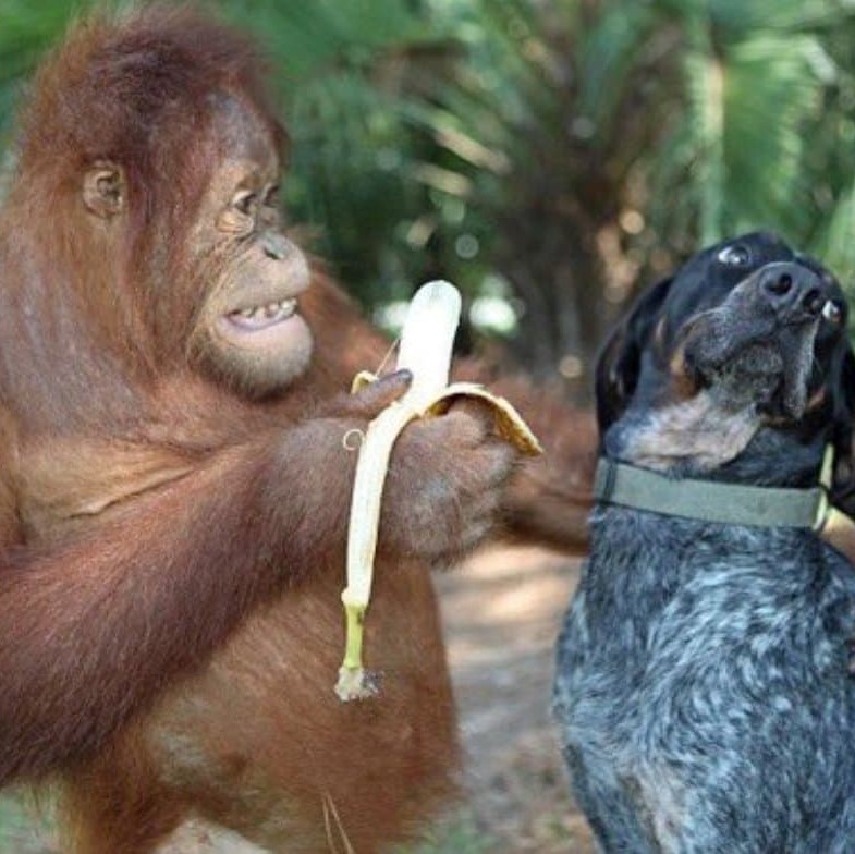 Monkey holding a banana, wanting a dog to eat it but the dog does not want the banana.