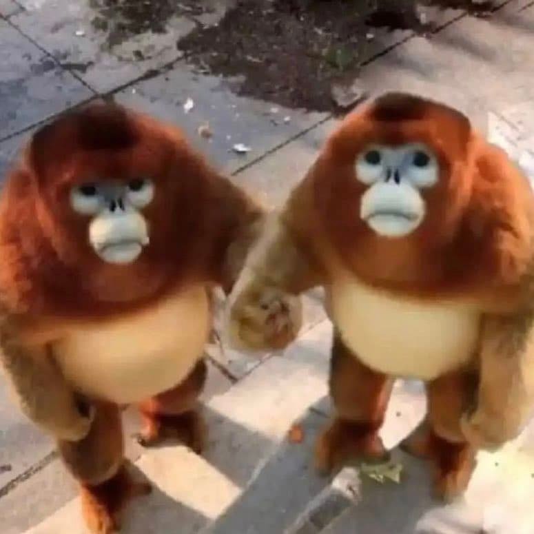 Two monkeys holding hands.